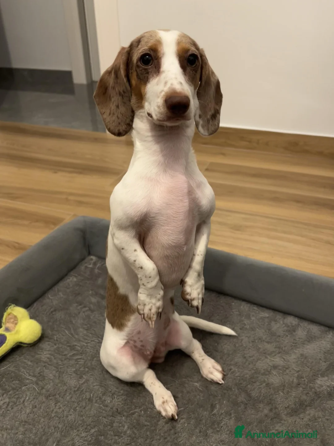 Bassotto cani per accoppiamento: Si ricerca bassotto maschio per monta. - Annuncio 10