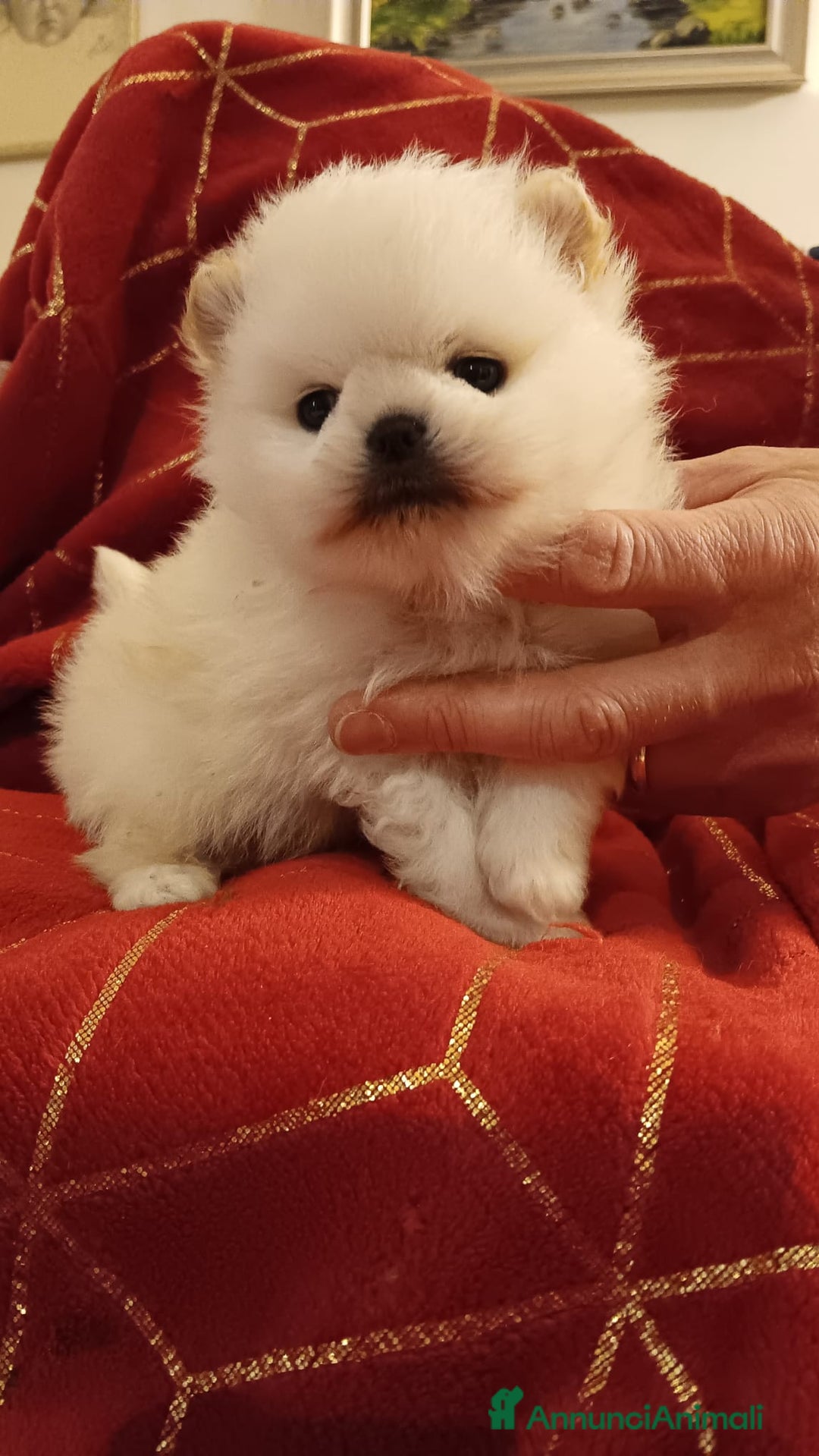 Volpino Pomerania cani in vendita: Volpino di Pomerania con pedigree ENCI  a Provincia di Treviso - Annuncio 4