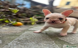 Bulldog Francese cani in vendita: French Bulldog Femmina  - Immagine 5
