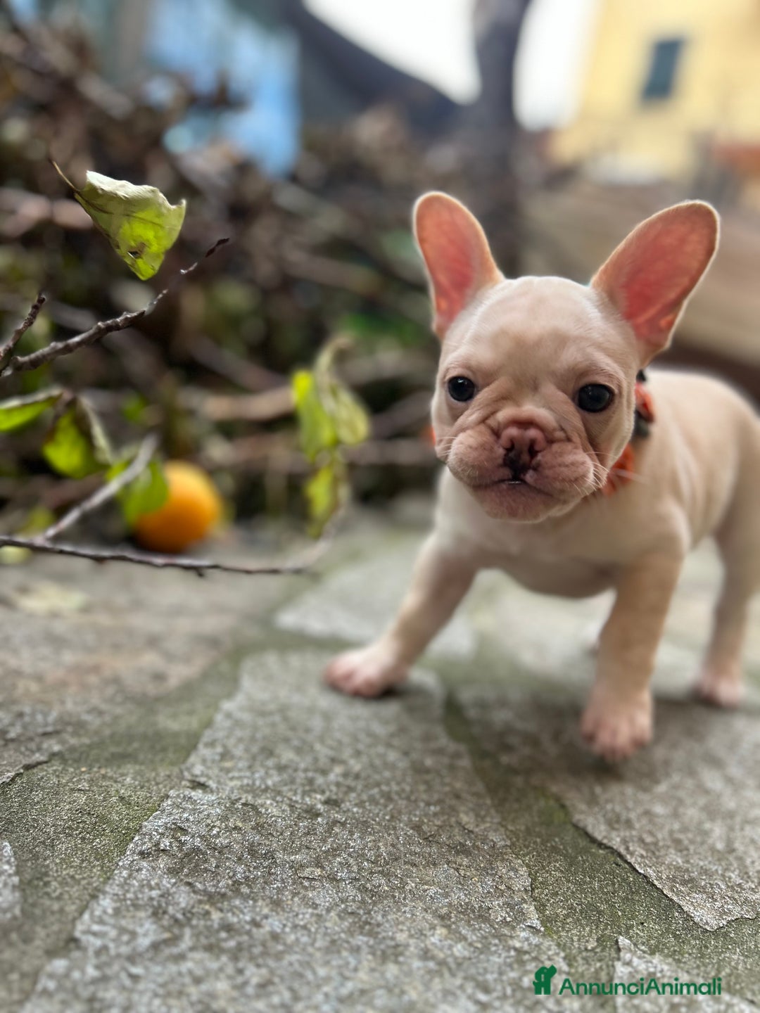 Bulldog Francese cani in vendita: French Bulldog Femmina  - Annuncio 5