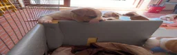 Bulldog cani in vendita: Cucciolo American bulldog  - Annuncio 5