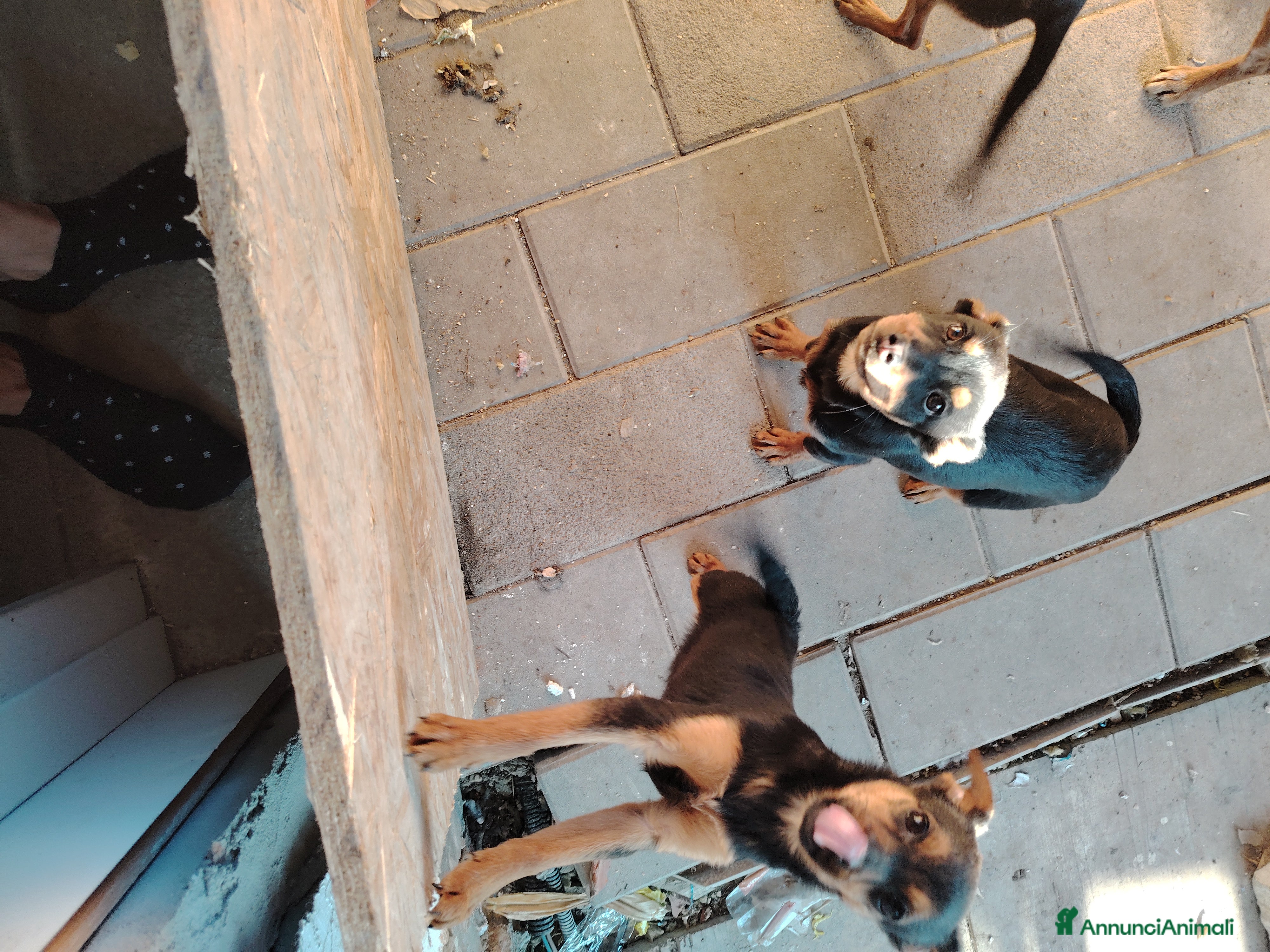 Meticcio cani Cuccioli in adozione - Annuncio 1