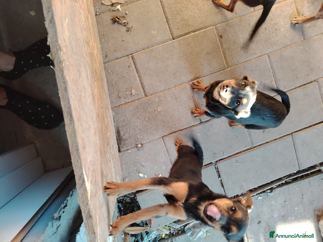 Meticcio cani in regalo: Cuccioli in adozione - Annuncio 1