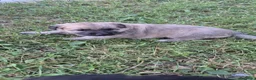 Meticcio cani in regalo: Regalo cuccioli - Annuncio 5