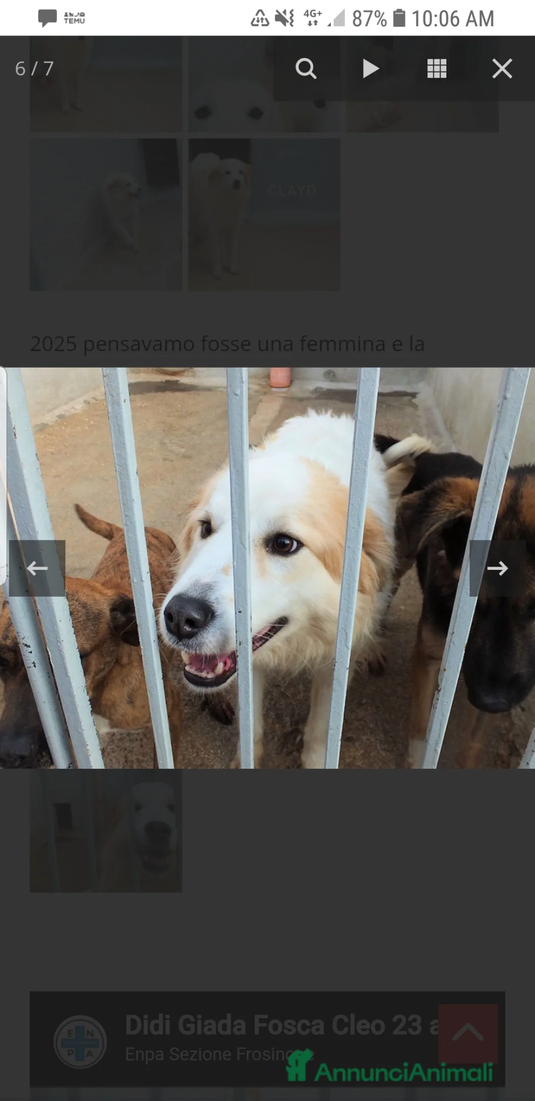 Golden Retriever cani in regalo: ADOZ.DEL💔:abbandonato ad un mese,dolcissimo inbox - Annuncio 2