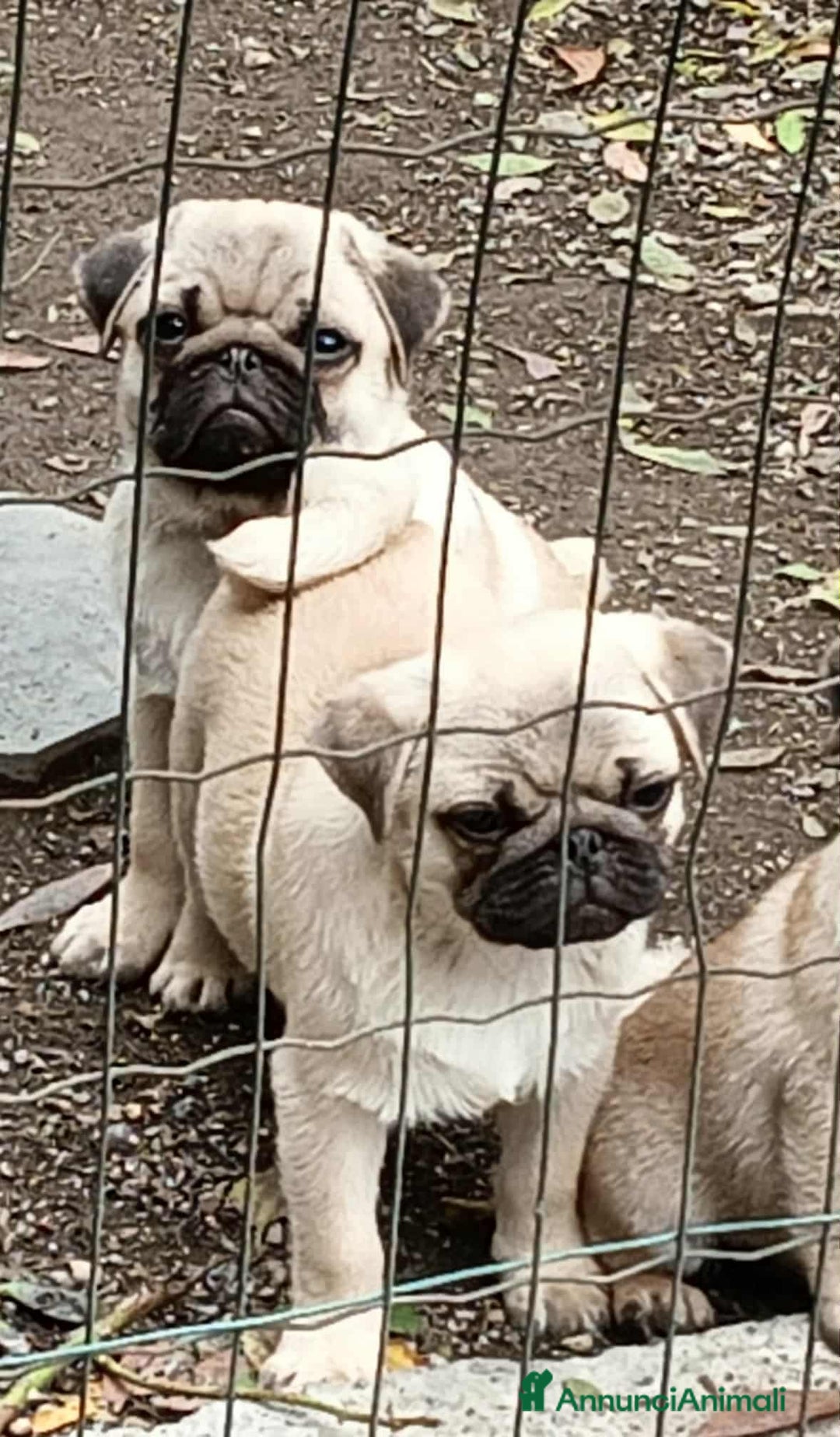 Carlino cani in vendita: Cucciolo Maschio Carlino - Annuncio 7