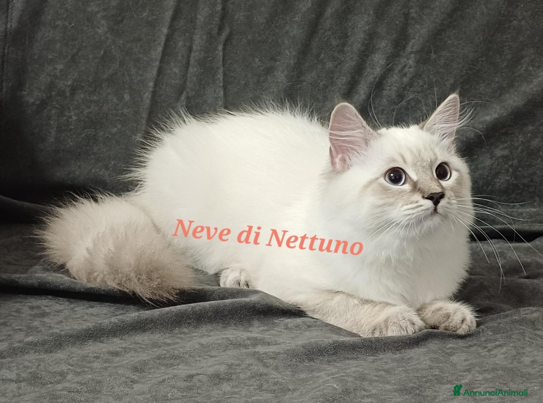 Siberiano gatti in vendita: Cuccioli neva-masquerade disponibili - Annuncio 1
