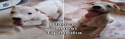 Meticcio cani in regalo: CUCCIOLI ABBANDONATI: EMERGENZA  a Città metropolitana di Milano - Annuncio 5