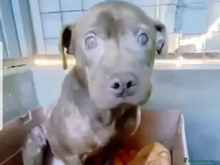 Pitbull cani ADOZ.DE💔:che vita ha fatto?Ecco cosa resta di1pit - Annuncio 4