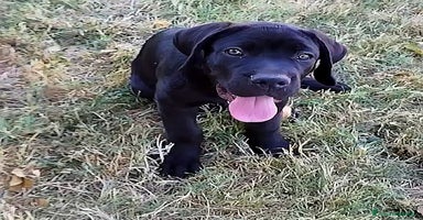 Cane Corso cani a Città Metropolitana di Bologna - Annuncio 12