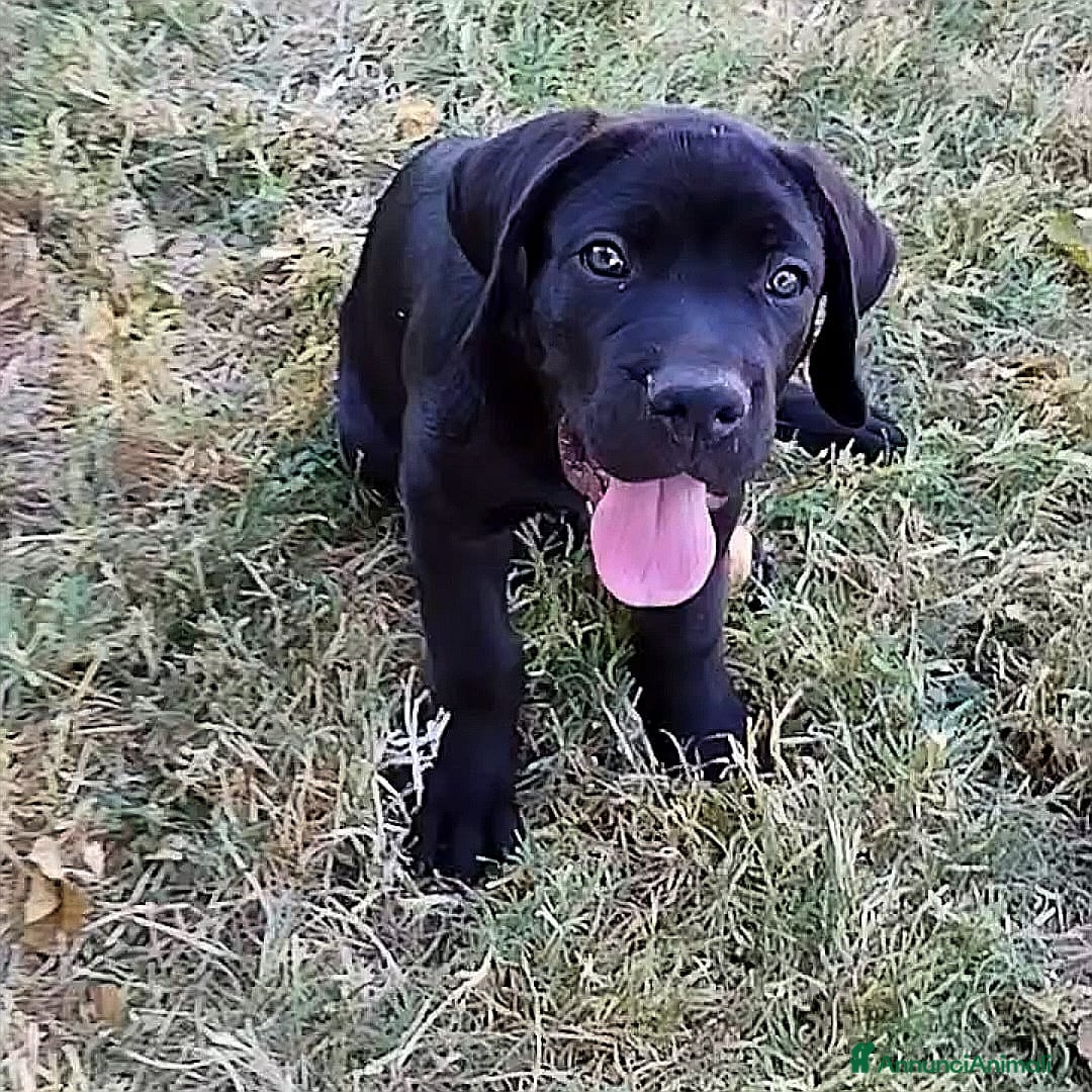 Cane Corso cani in vendita: cucciolo maschio cane corso a Città Metropolitana di Bologna - Immagine 3