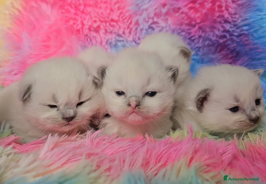 Immagine della galleria {{count}}