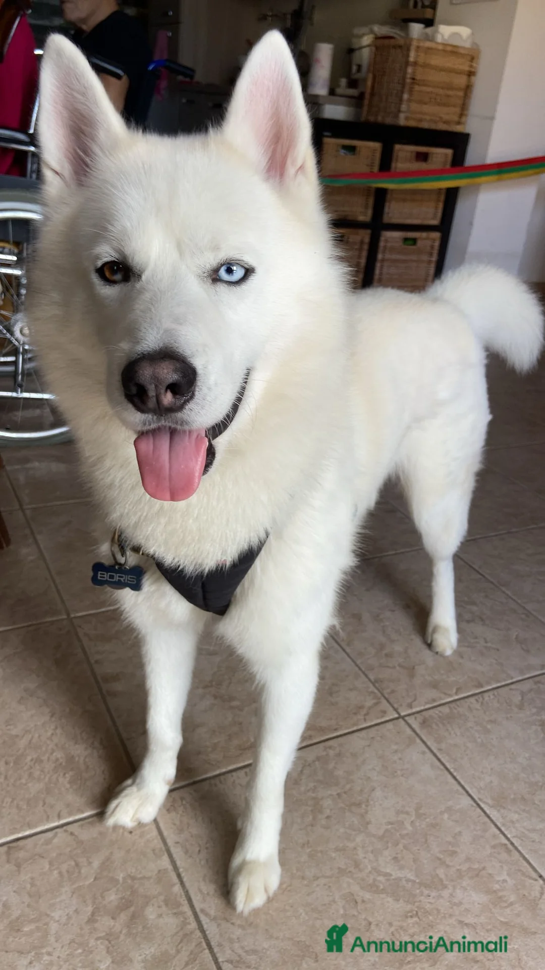 Husky cani per accoppiamento: Siberian Husky con pedigree cerca compagna monta - Annuncio 3