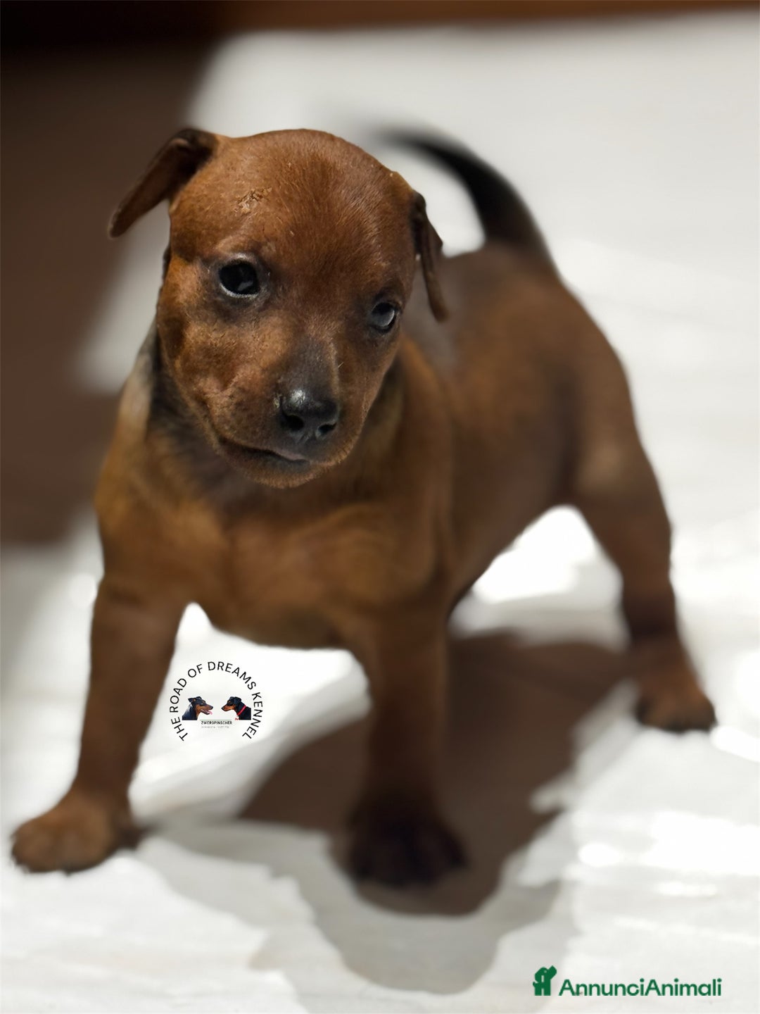 Pinscher Miniatura cani in vendita: Pinscher nano a Provincia di Pavia - Annuncio 5