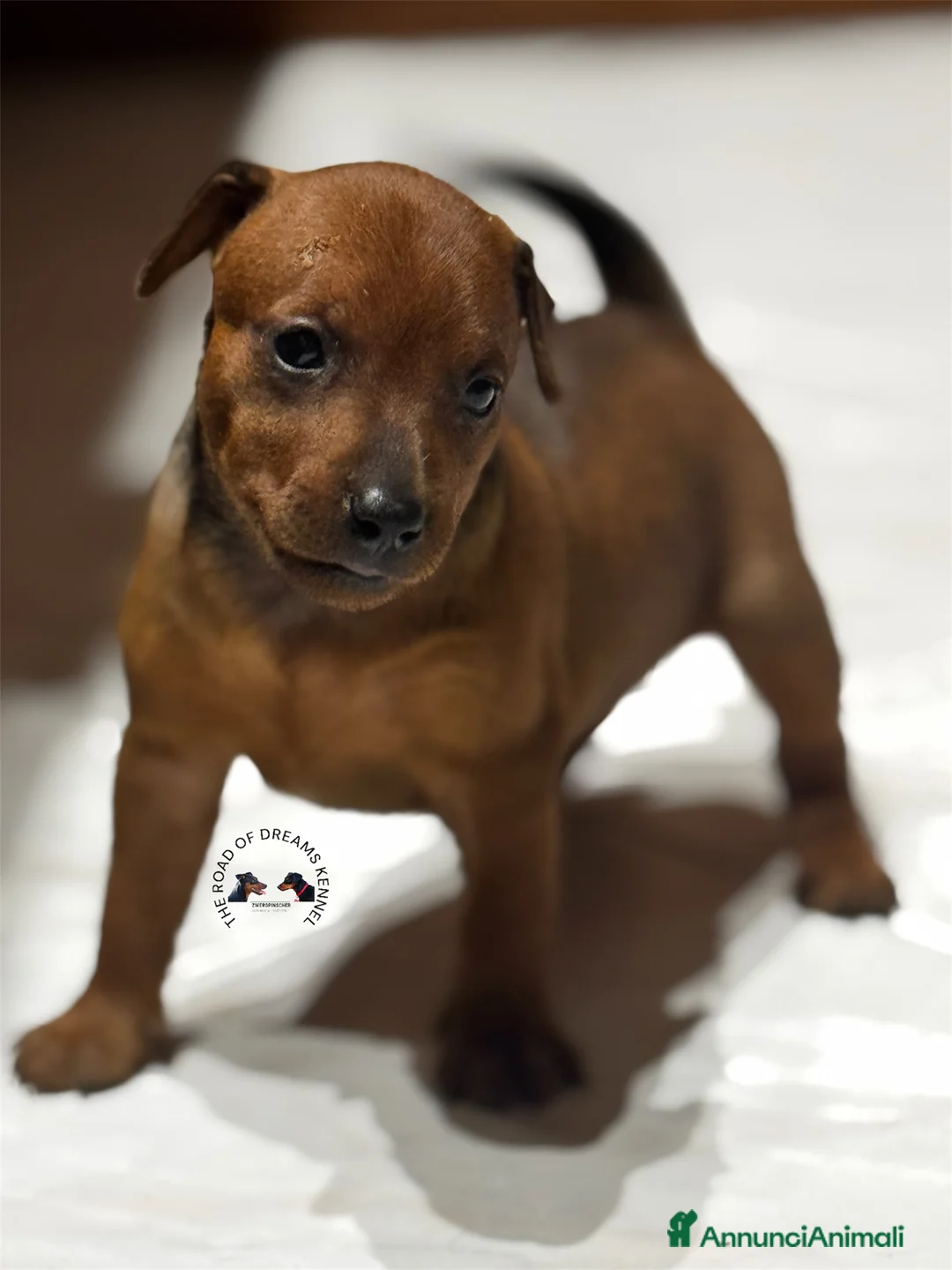 Pinscher Miniatura cani in vendita: Pinscher nano a Provincia di Pavia - Annuncio 5