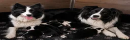 Border Collie cani in vendita: Cuccioli di border collie  - Annuncio 1