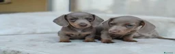 Bassotto cani in vendita: Bassotti cuccioli  - Annuncio 2