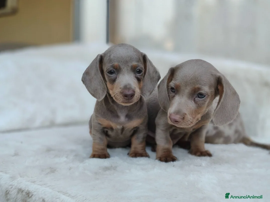 Bassotto cani in vendita: Bassotti cuccioli  - Annuncio 2
