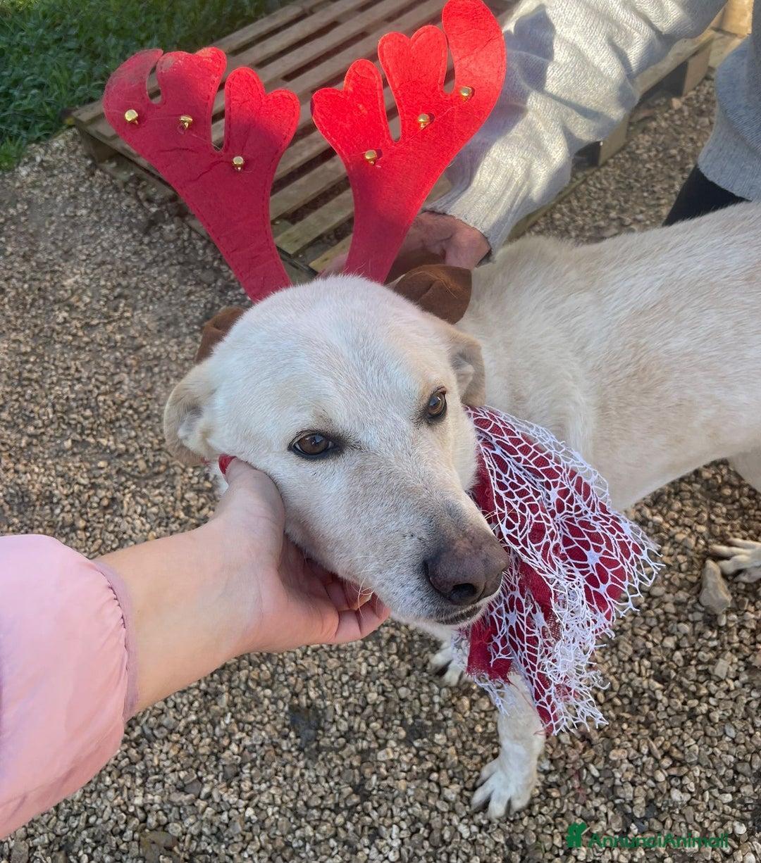 Meticcio cani in regalo: GLI OCCHIONI DOLCI DI SUSY - Annuncio 5