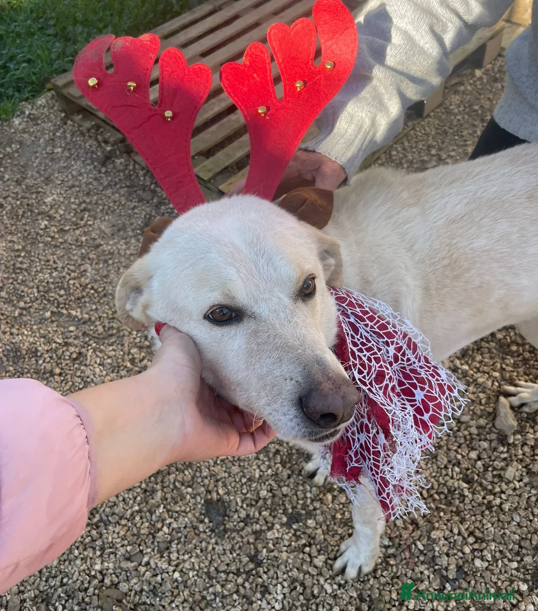 Meticcio cani in regalo: GLI OCCHIONI DOLCI DI SUSY - Annuncio 5