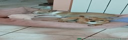 Chihuahua cani in vendita: Cuccioli di Chihuahua - Annuncio 24