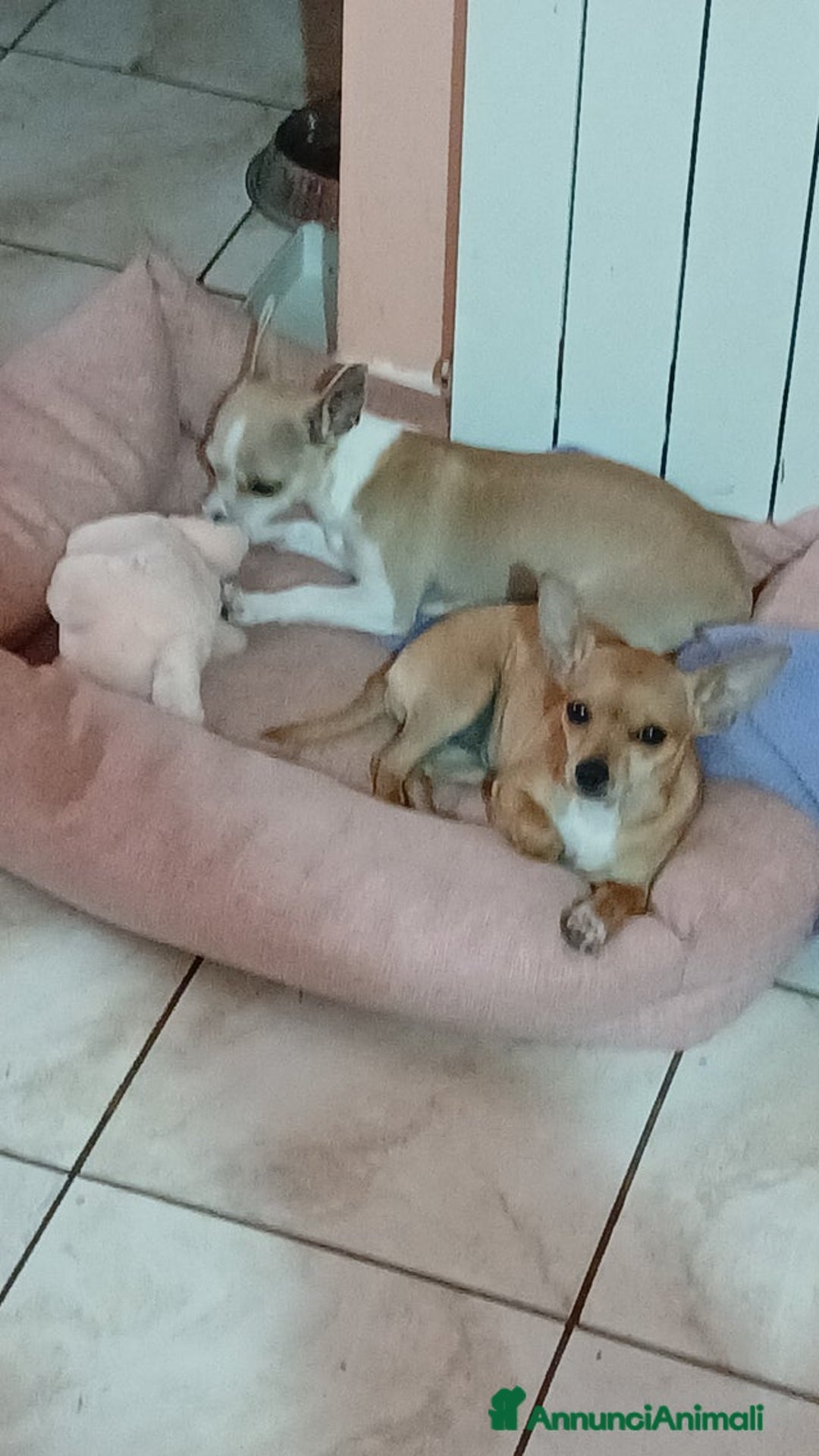 Chihuahua cani in vendita: Cuccioli di Chihuahua - Annuncio 24