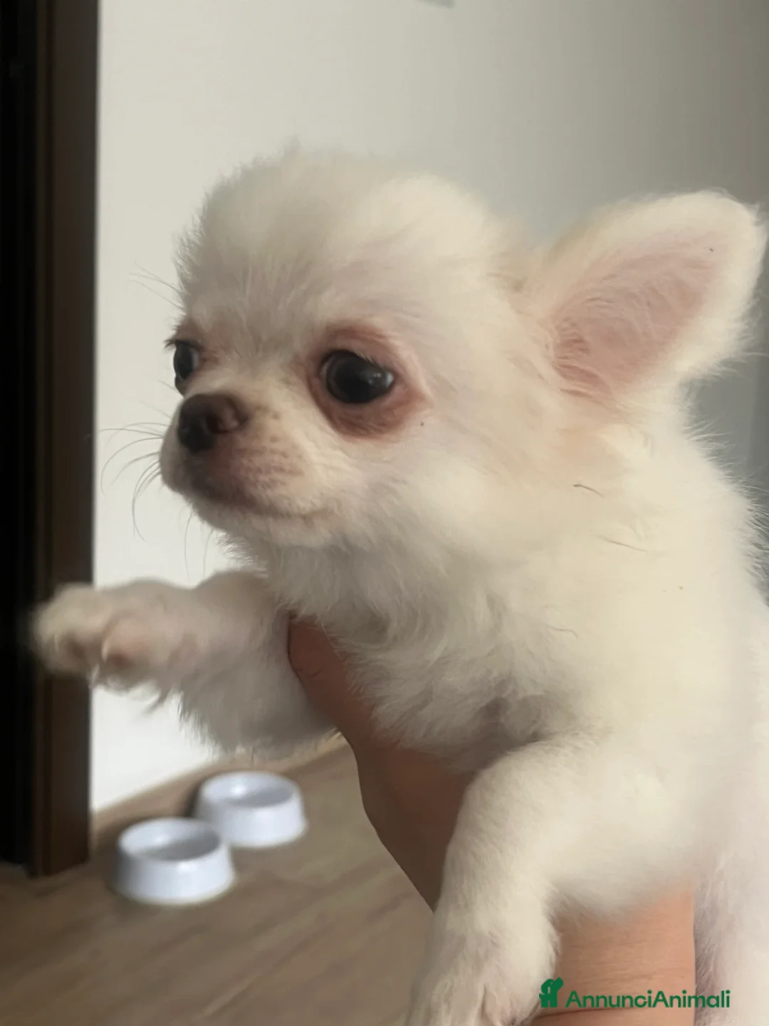 Chihuahua cani in vendita: Chihuahua con pedigree  - Annuncio 4