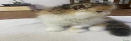 Persiano gatti in vendita: Gattine Persiane ipertipiche - Annuncio 8