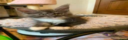 Maine Coon gatti in vendita: Ultima bellisima femina - Annuncio 2