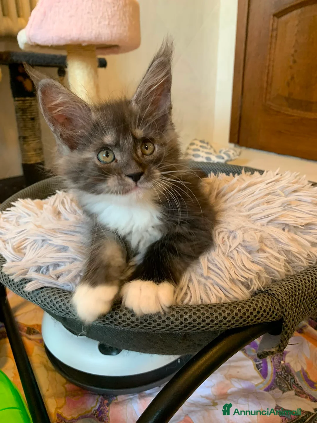 Maine Coon gatti in vendita: Ultima bellisima femina - Annuncio 2