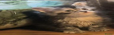 Maine Coon Gattino 5