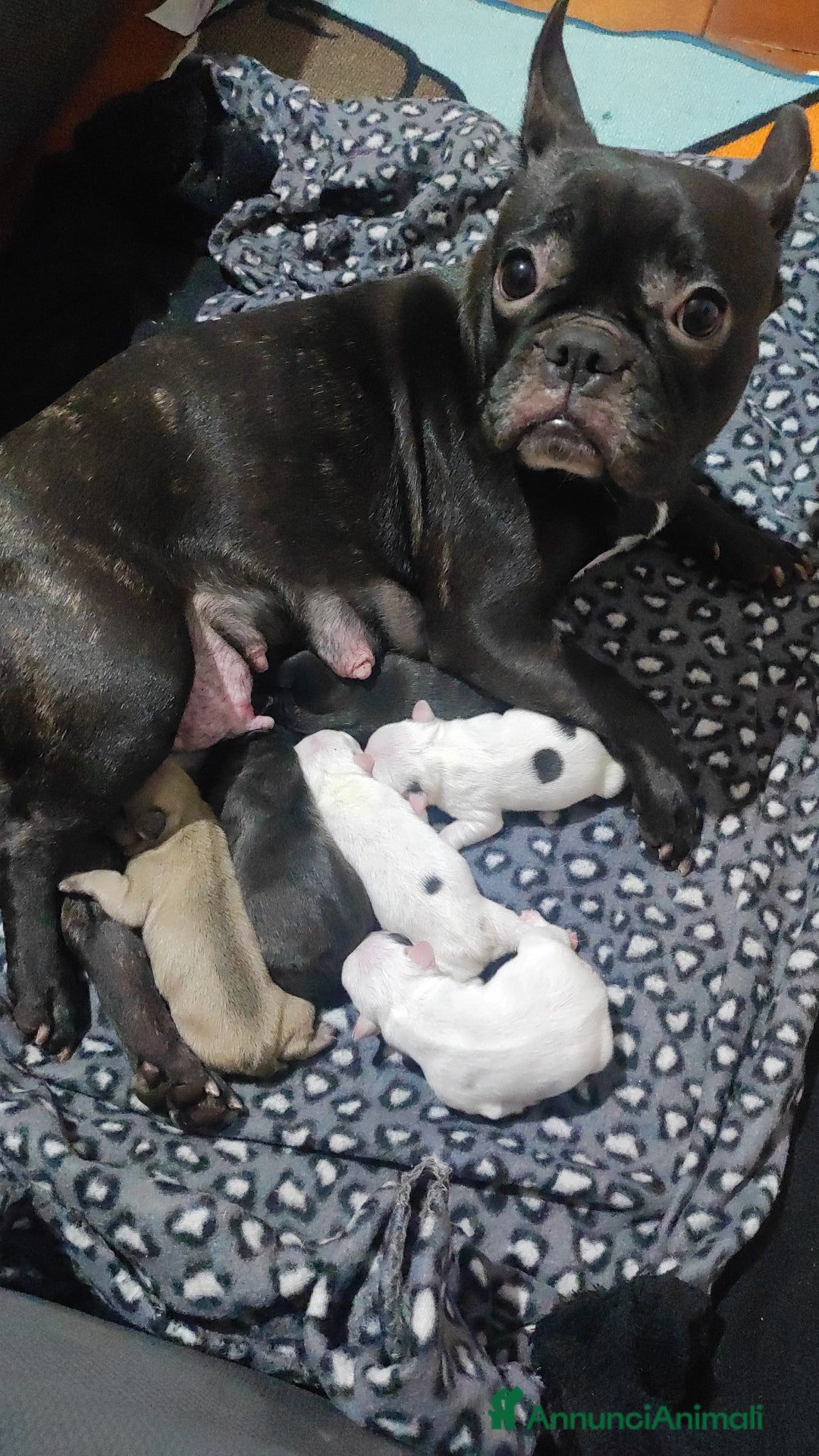 Bulldog Francese cani in vendita: Vendo cuccioli di bulldog francese  - Annuncio 4