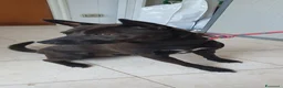Pinscher Tedesco cani in regalo: Blake, pinscher Tedesco Mix in Canile a Catania - Annuncio 2