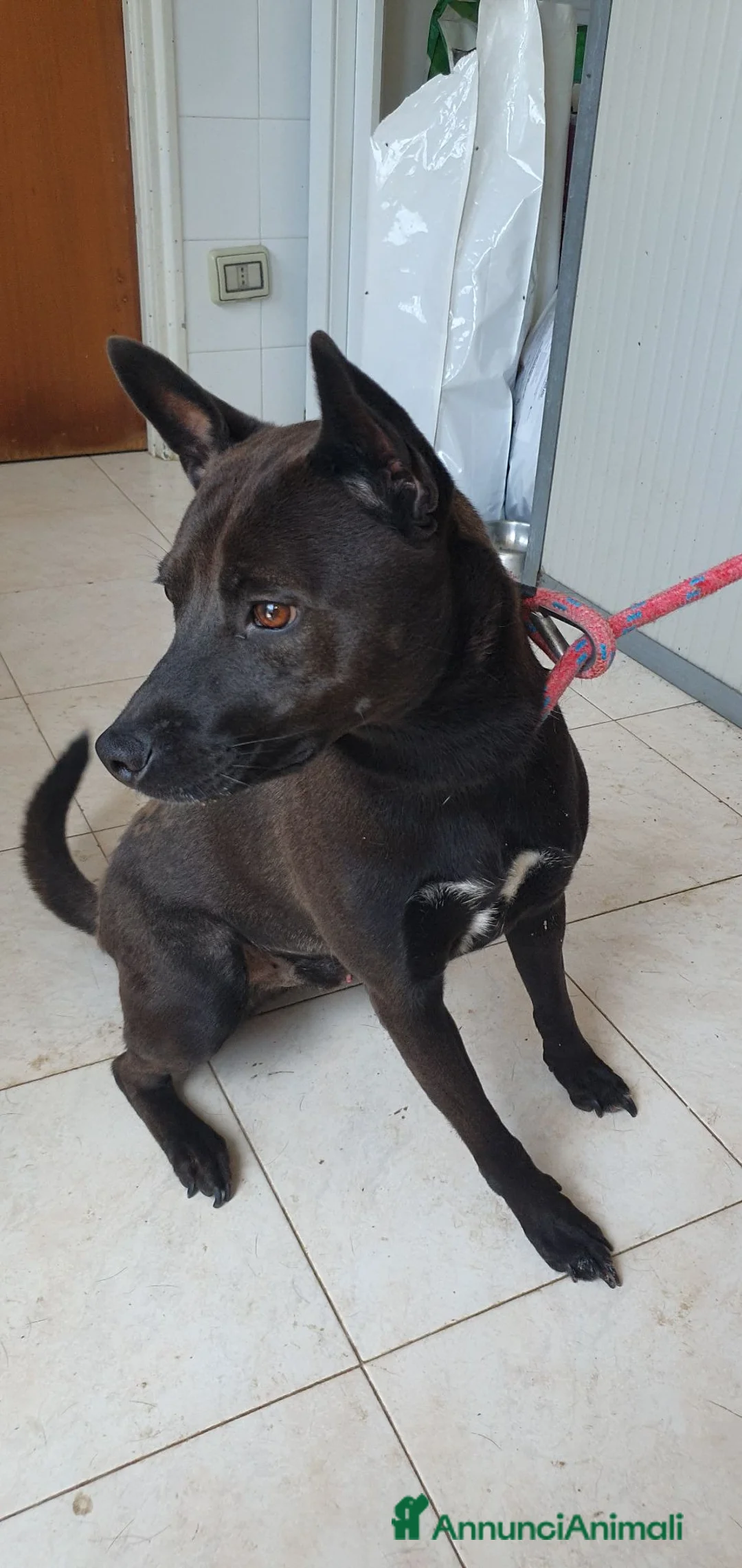 Pinscher Tedesco cani in regalo: Blake, pinscher Tedesco Mix in Canile a Catania - Annuncio 2