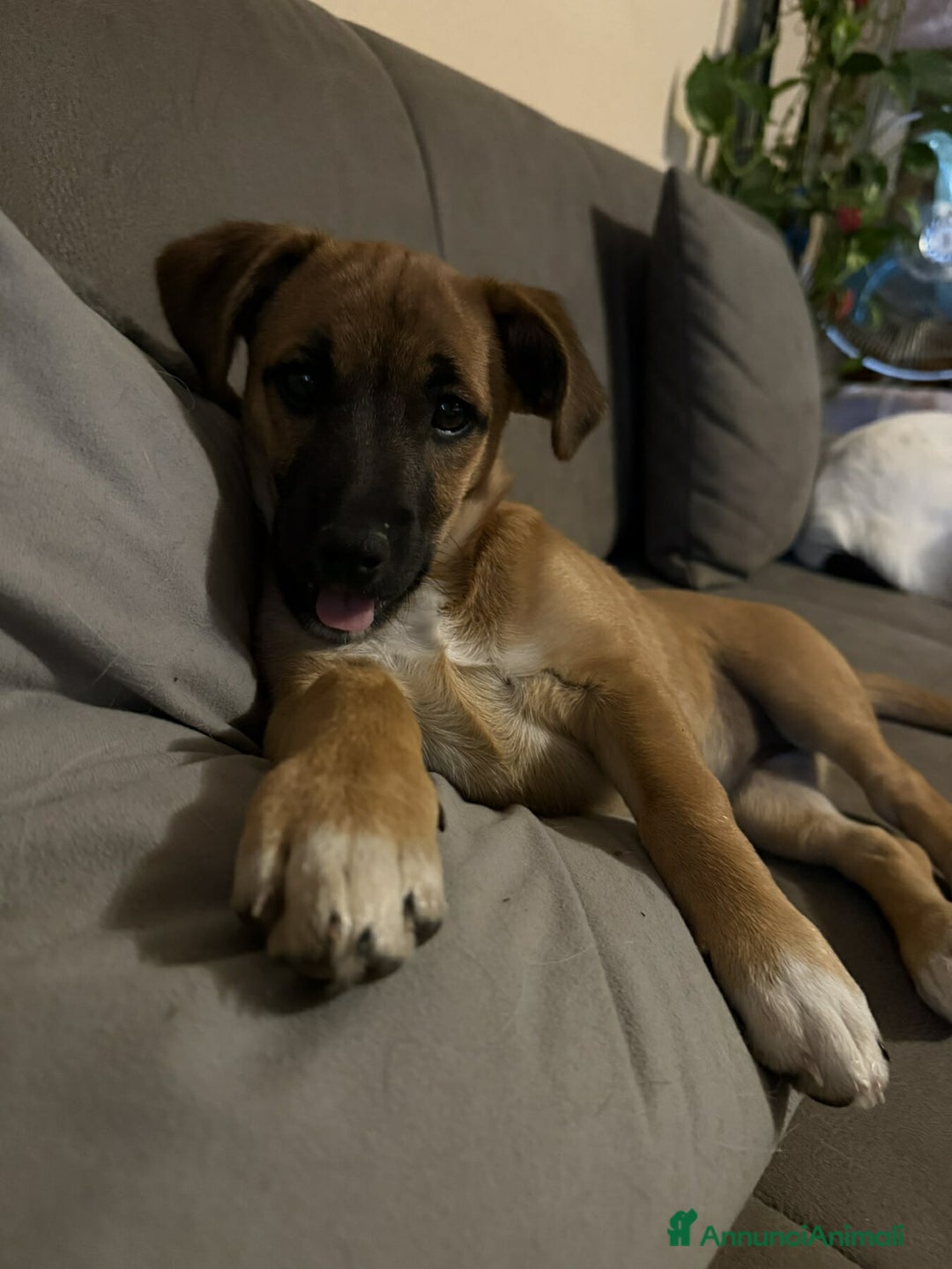 Meticcio cani in regalo: LINDA, cucciolotta coccolona cerca famiglia! - Annuncio 3