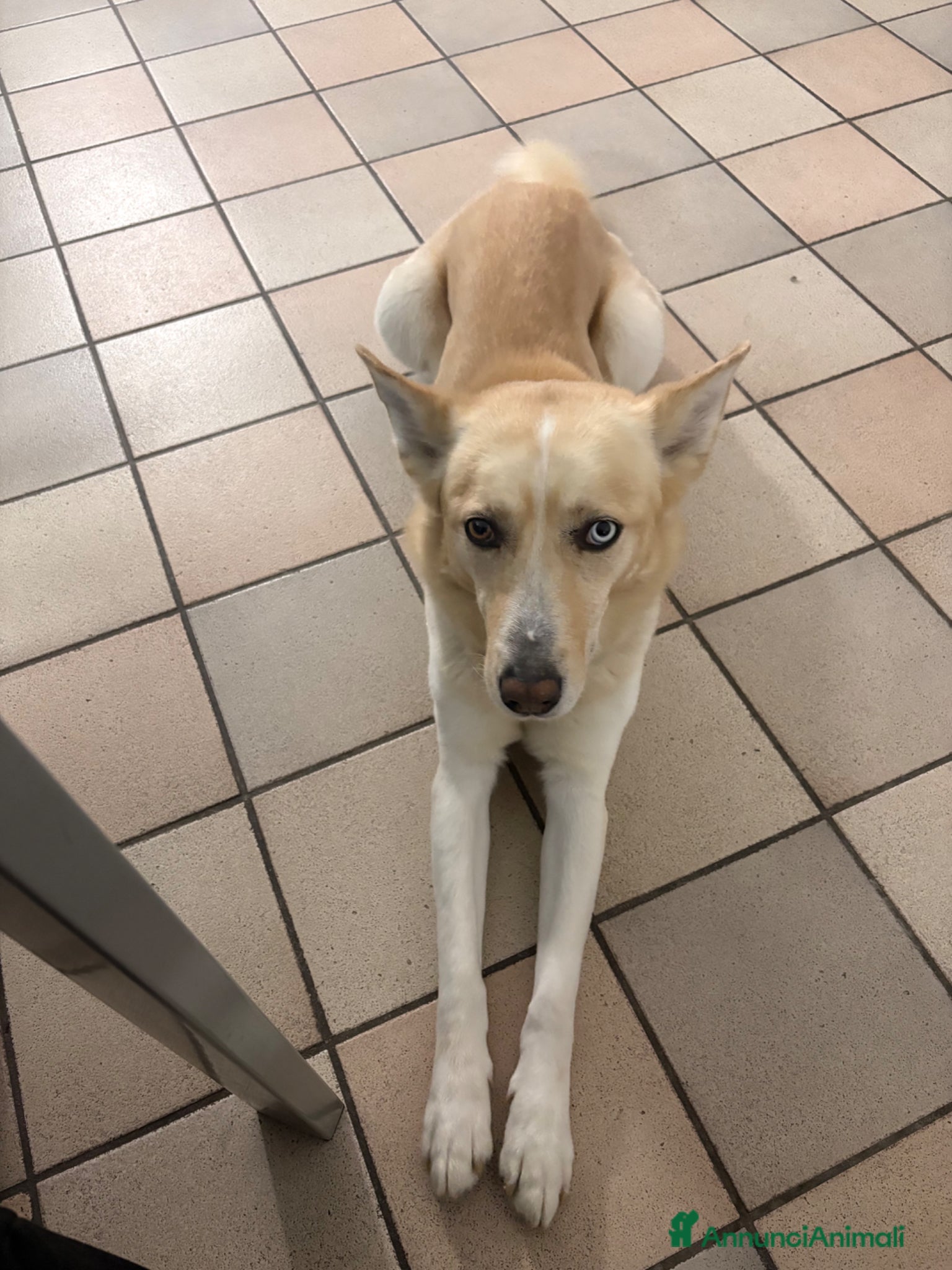 Meticcio cani Incrocio tra Husky e Akita - Annuncio 1