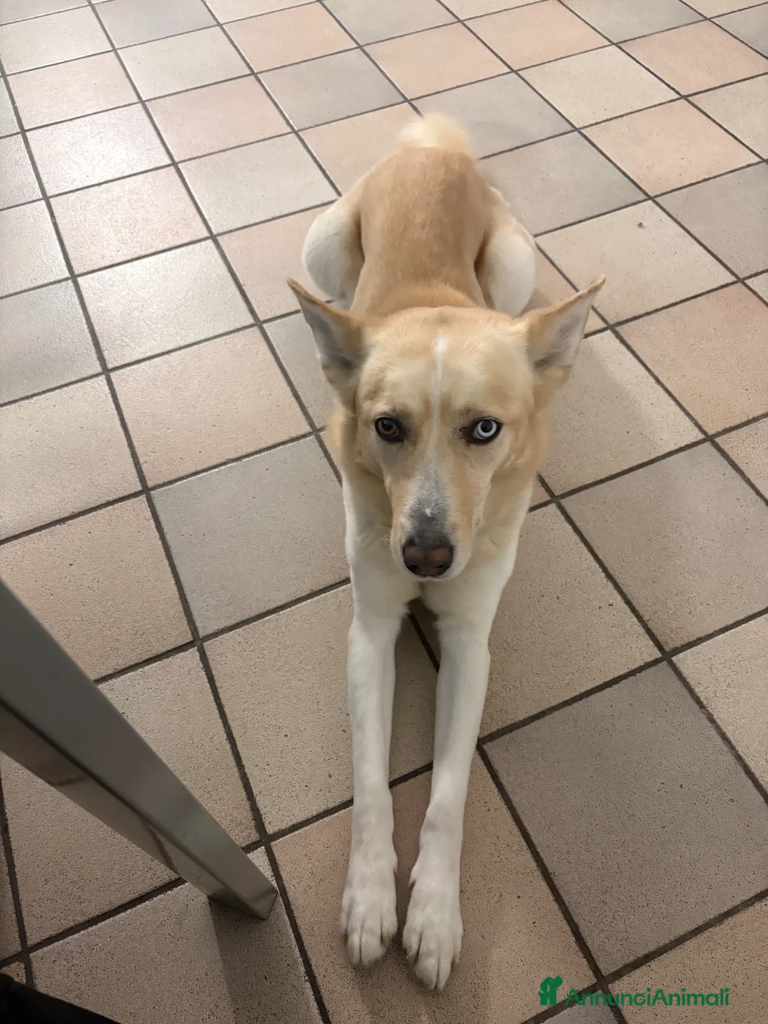 Meticcio cani in regalo: Incrocio tra Husky e Akita a Città Metropolitana di Torino - Annuncio 1