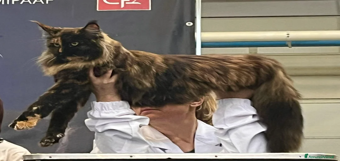 Immagine della galleria {{count}}