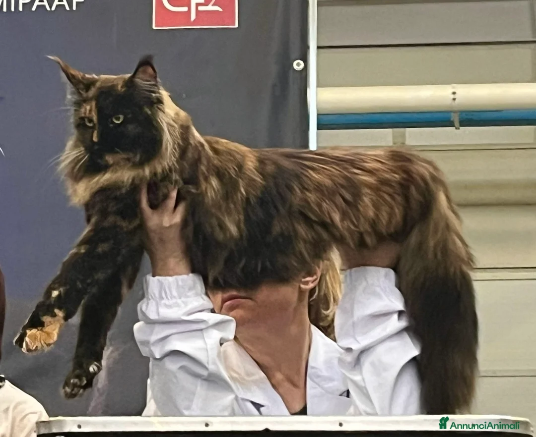 Immagine della galleria {{count}}