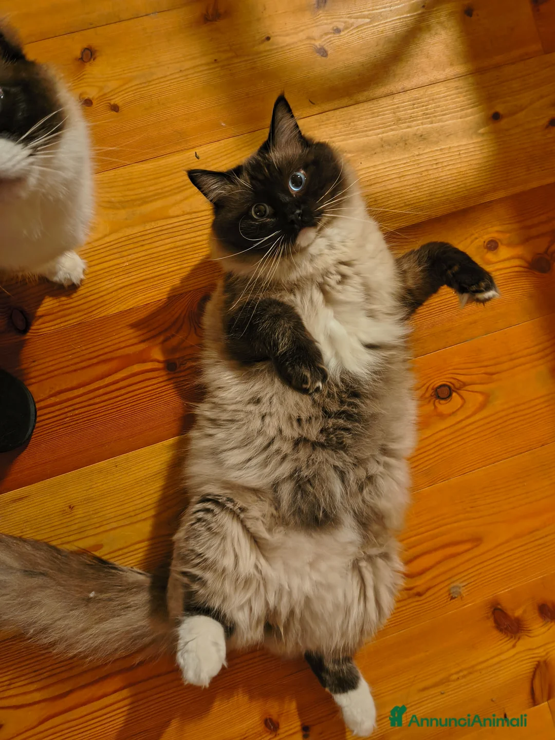 Ragdoll gatti per accoppiamento: Ragdoll maschio per accoppiamento  a Provincia di Varese - Annuncio 2