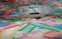 Persiano gatti in vendita: Gatto persiano chinchilla Silver argentato  - Immagine 3