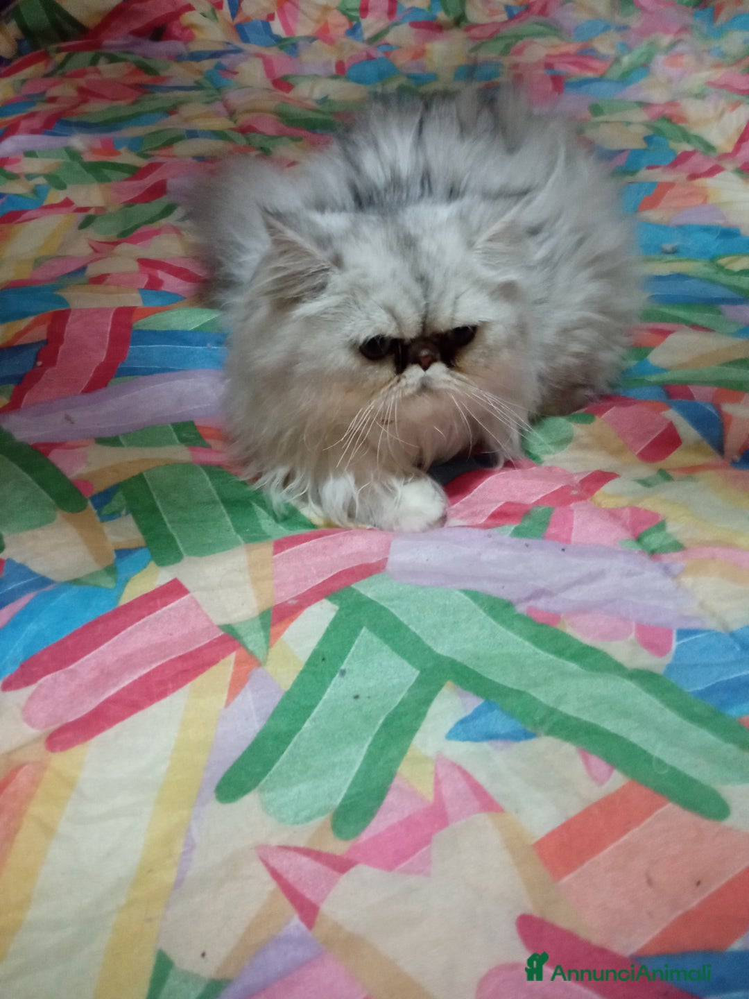 Persiano gatti in vendita: Gatto persiano chinchilla Silver argentato  - Immagine 3