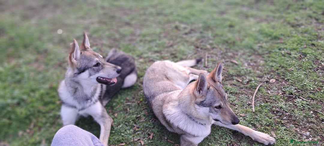 Meticcio cani in vendita: Cerco casa per il mio piccolo Lupo - Annuncio 6