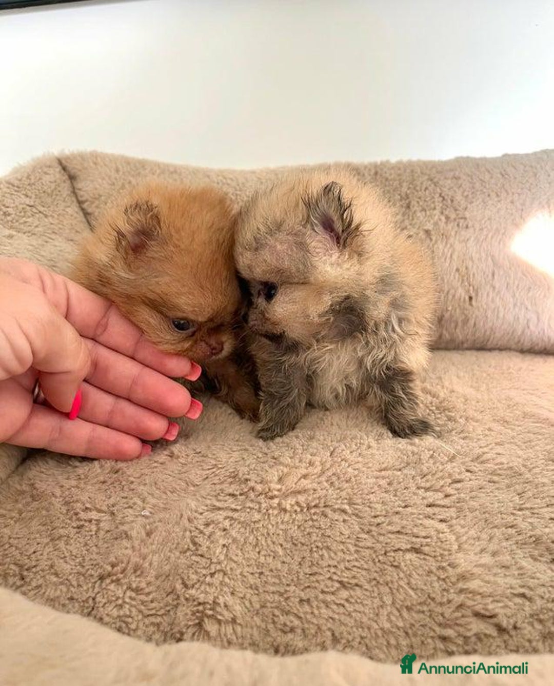 Volpino Pomerania cani in vendita: Cuccioli di Pomerania!  - Annuncio 14