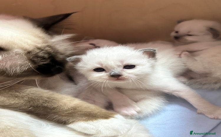 Sacro di Birmania gatti a Provincia di Monza e della Brianza - Annuncio 1