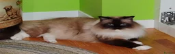 Ragdoll gatti in vendita: Ragdoll cuccioli con carattere dolcissimo  a Provincia di Bergamo - Annuncio 1