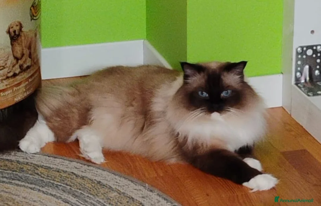 Ragdoll gatti in vendita: Ragdoll cuccioli con carattere dolcissimo  a Provincia di Bergamo - Annuncio 1