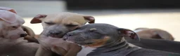 Pitbull cani in vendita: Cuccioli Pit Bull pronta consegna anche a rate - Annuncio 12