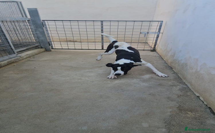 Meticcio cani a Città Metropolitana di Genova - Annuncio 9
