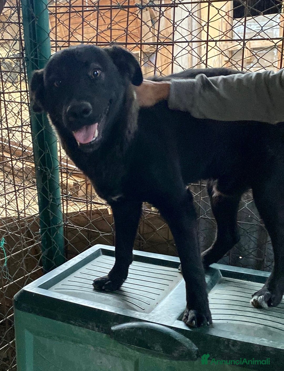 Meticcio cani in regalo: Cucciolo 6 mesi maschio taglia media  - Annuncio 3